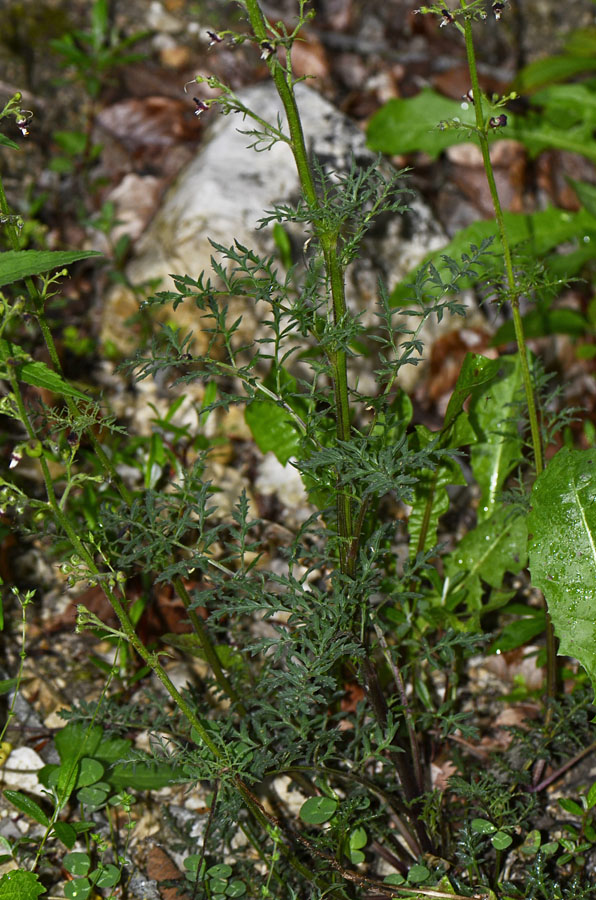 Scrophularia hoppii / Scrofularia di Hoppe